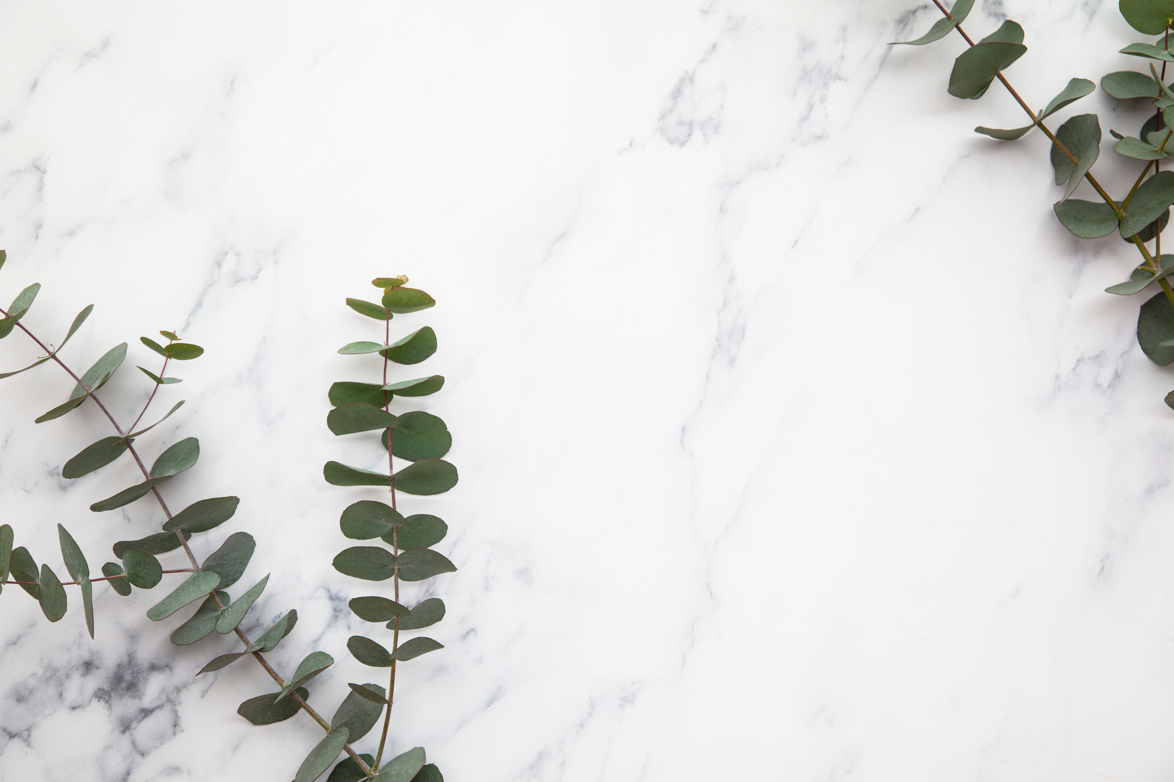 Branches of Eucalyptus Leaves on a Marble Background