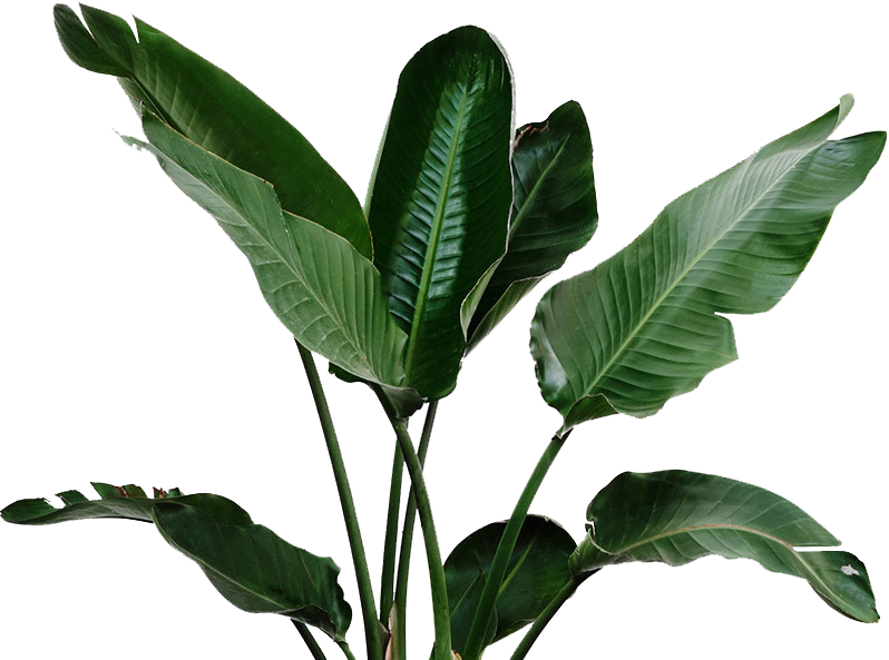 Green Leaf Cutout