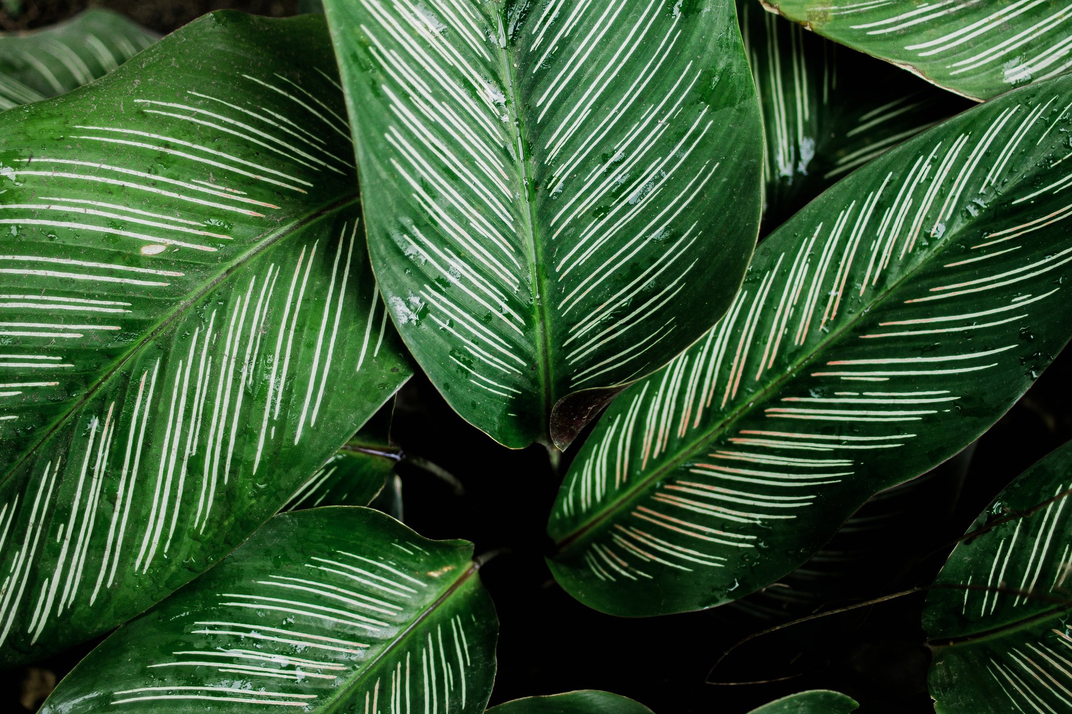 Green-leafed Plant