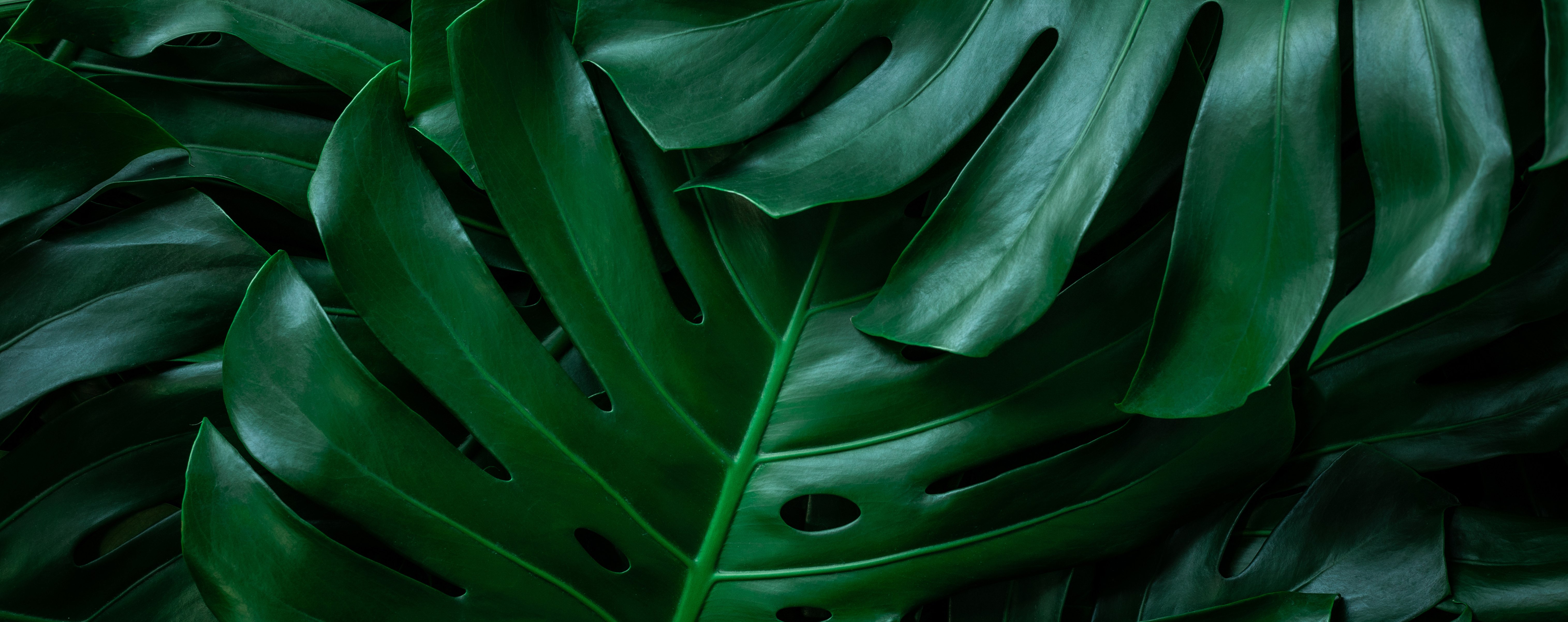 closeup tropical monstera leaf background