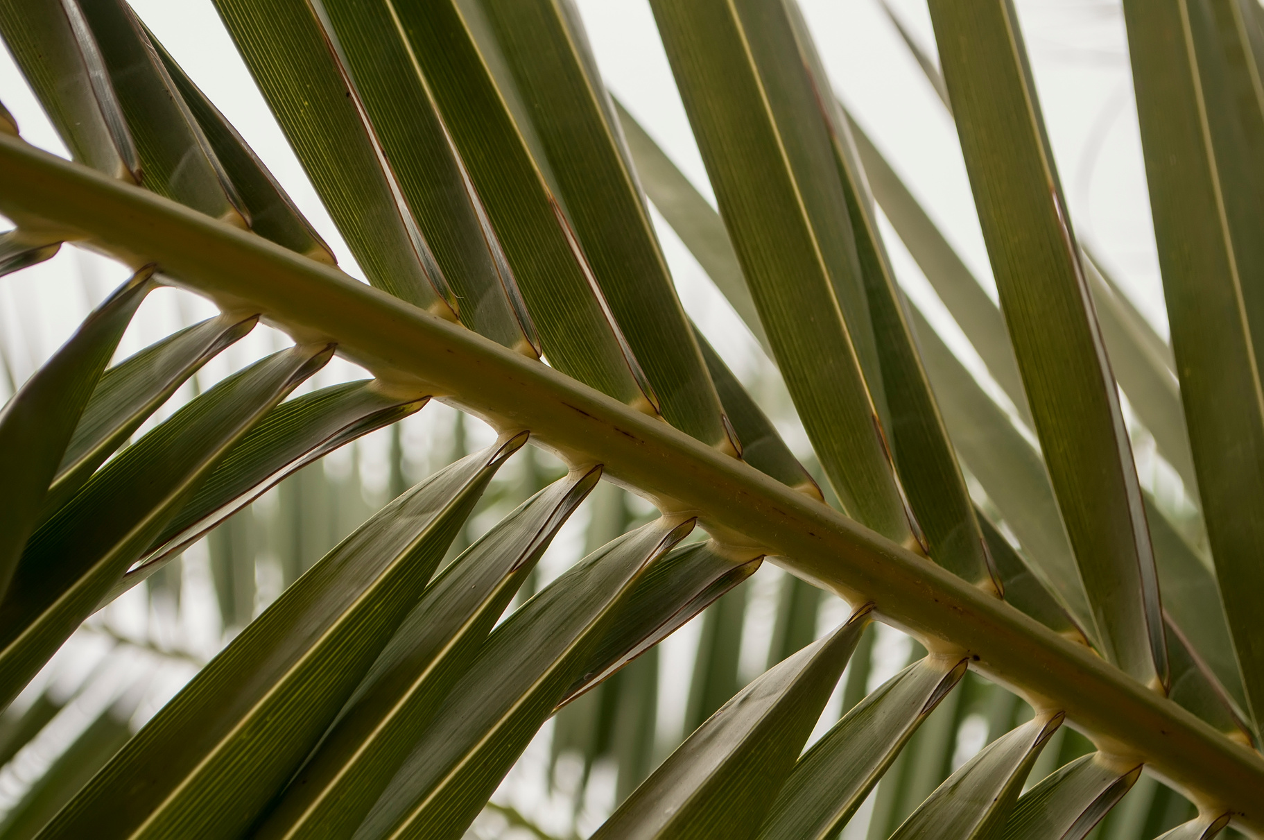 palm leaves