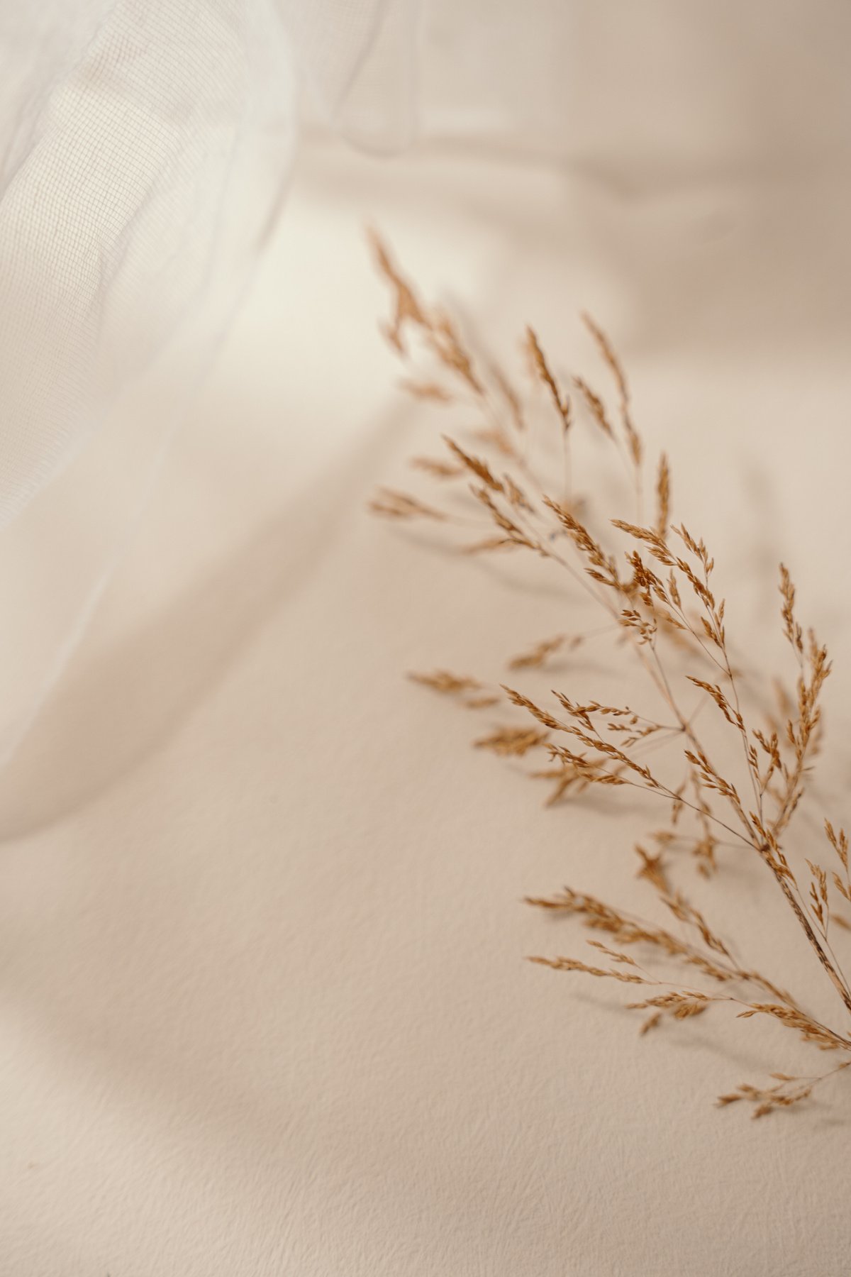 Dreamy wild grass on pastel background, beige aesthetic